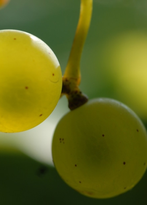 Silvaner ANT 1314